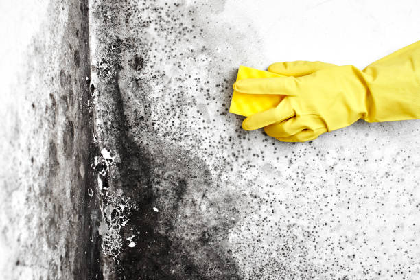 Best Fast Mold Removal  in Elm Creek, TX