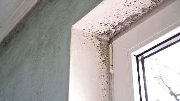 Best Toxic Mold Removal  in Elm Creek, TX