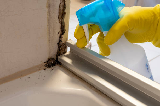 Best Black Mold Removal  in Elm Creek, TX