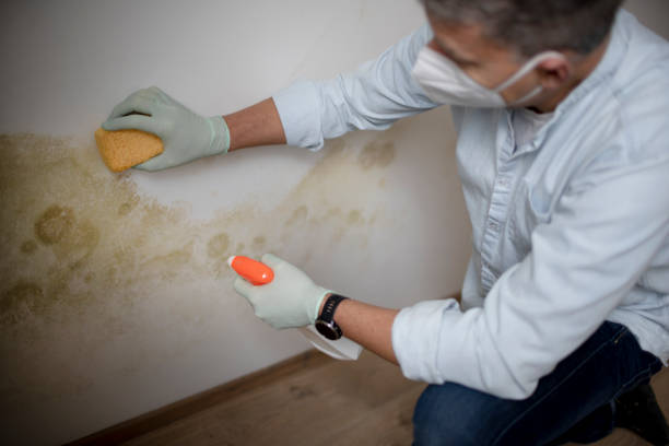 Best Residential Mold Removal  in Elm Creek, TX