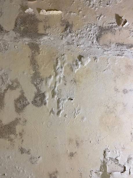 Best Attic Mold Removal  in Elm Creek, TX