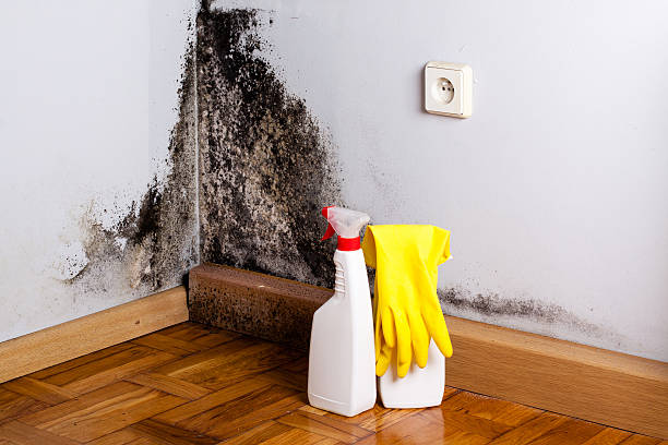 Best Professional Mold Removal  in Elm Creek, TX